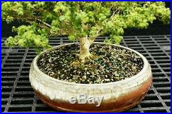 Kingsville Boxwood Bonsai Specimen Tree KBST-226A