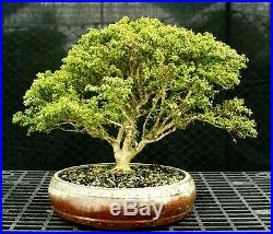 Kingsville Boxwood Bonsai Specimen Tree KBST-226A
