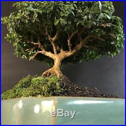 Kingsville Boxwood Bonsai Tree In Glazed Pot 30 Years Old