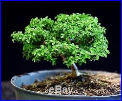 Kingsville Boxwood Bonsai Tree KBC-805B