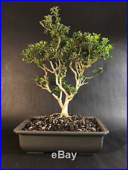 Kingsville Boxwood Matue Bonsai Tree Thick Trunk And Tiny Leaves