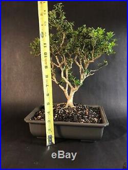 Kingsville Boxwood Matue Bonsai Tree Thick Trunk And Tiny Leaves