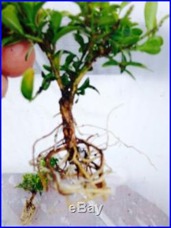 Kingsville Boxwood Rooted Cuttings 10 Plants