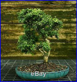 Kingsville Boxwood Specimen Bonsai Tree KBST-728A