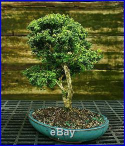 Kingsville Boxwood Specimen Bonsai Tree KBST-728A