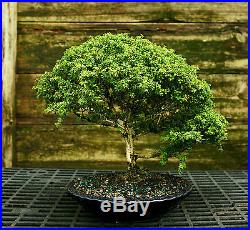 Kingsville Boxwood Specimen Bonsai Tree KBST-728B