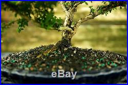 Kingsville Boxwood Specimen Bonsai Tree KBST-728B
