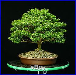 Kingsville Boxwood Specimen Bonsai Tree KBST-811