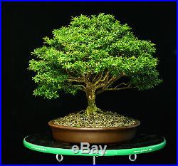 Kingsville Boxwood Specimen Bonsai Tree KBST-811