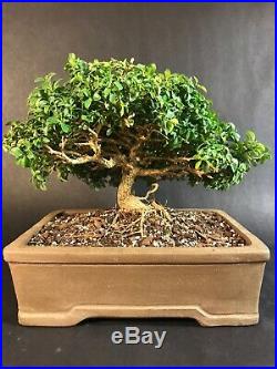 Kingsville Boxwood Specimen Dwarf Bonsai Tree 30 Years Old