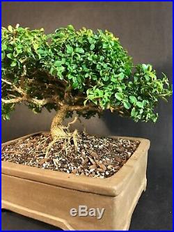 Kingsville Boxwood Specimen Dwarf Bonsai Tree 30 Years Old