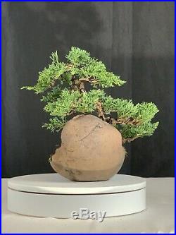 Kishu Shimpaku Juniper Bonsai In Rock Pot