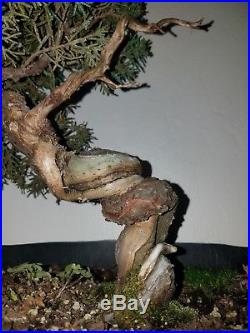 Kishu Shimpaku Juniper Bonsai Tree