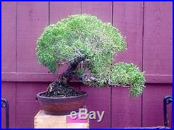 Kishu Shimpaku bonsai specimen in Tokoname pot