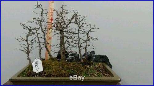 Korean Hornbeam Bonsai Group Planting #35