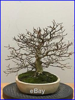 Korean Hornbeam Bonsai Tree