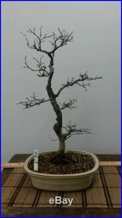 Korean Hornbeam Bonsai Tree #220