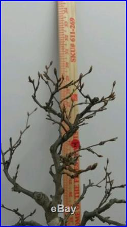 Korean Hornbeam Bonsai Tree #221