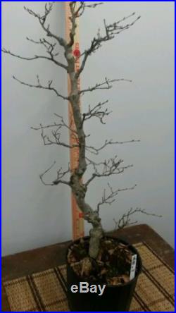 Korean Hornbeam Bonsai Tree #221