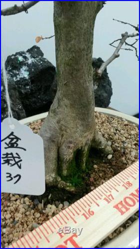 Korean Hornbeam Bonsai Tree #37