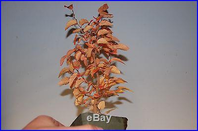 Korean Hornbeam Tree Seedling For Bonsai, Rare True From Seed. 4 inch pot