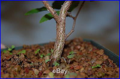 Korean Hornbeam Tree Seedling For Bonsai, Rare True From Seed. 4 inch pot