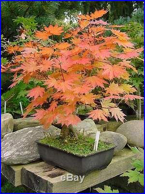 Korean Maple, Acer pseudosieboldianum, Tree Seeds (Fall Color)
