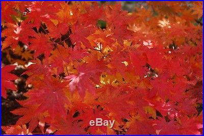 Korean Maple, Acer pseudosieboldianum, Tree Seeds (Fall Color)