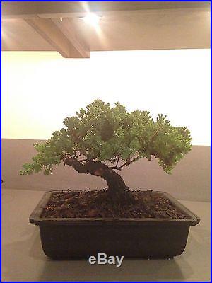 Korean bonsai tree