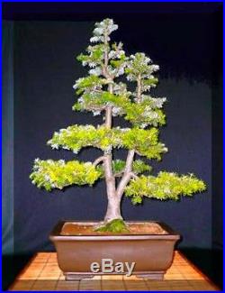 Korean fir Abies koreana 30 Bonsai seeds tree