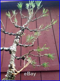 Kotobuki Dwarf Japanese Black Pine Bonsai (Pinus thunbergiana)