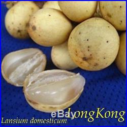 LONGKONG RARE FRUIT TREE Lansium domesticum Wollongong Live small Potd Plant