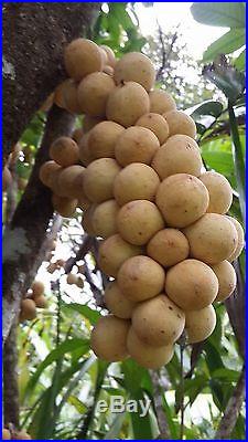 LONGKONG RARE FRUIT TREE Lansium domesticum Wollongong Live small Potd Plant