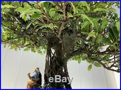 LOOK! BONSAI TREE! Tropical Ficus Banyan from Hawaii