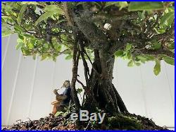 LOOK! BONSAI TREE! Tropical Ficus Banyan from Hawaii