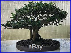 LOOK Bonsai chinese banyan bonsai tree FICUS