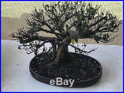 LOOK Bonsai chinese banyan bonsai tree FICUS