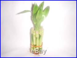 LOT 5 LUCKY BAMBOO PLANT STEMS 4 inch FENG SHUI