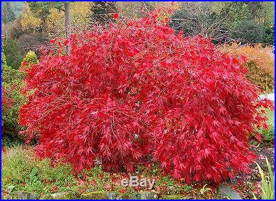 Lace Leaf Japanese Maple, Acer palmatum dissectum, Tree Seeds