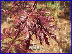 Laceleaf Japanese Maple Seeds. 3 Dissectum Varieties. 75 Seeds! Acer palmatum