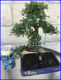 Large 12 Year Chinese Elm Bonsai Tree Curved Thick And Hardy Trunk