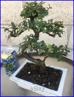 Large 12 Year Chinese Elm Bonsai Tree Curved Thick And Hardy Trunk