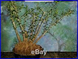 Large Beautiful Bonsai Mission Olive Tree Huge Rootball