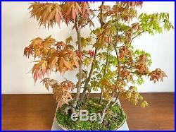 Large Bicolor Specimen Bonsai Acer Palmatum Forest