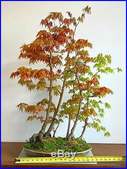 Large Bicolor Specimen Bonsai Acer Palmatum Forest