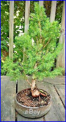 Large Bonsai Alberta Spruce Bonsai Tree Picea Glauca Conica 15+ years