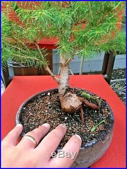 Large Bonsai Alberta Spruce Bonsai Tree Picea Glauca Conica 15+ years