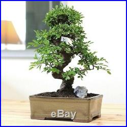 Large Chinese Elm Bonsai Indoor Office Home Bedroom Japanese Plant Table Counter