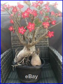 Large Desert Rose, adenium bonsai plant, multiple flowers