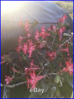 Large Desert Rose, adenium bonsai plant, multiple flowers